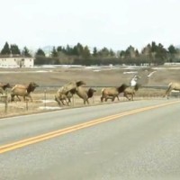 Dopo-i-bufali-anche-le-antilocapre-fuggono-dal-parco-dello-Yellowstone