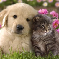 Cute-Dog-and-Cat-Wallpapers