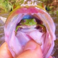 riba žaba