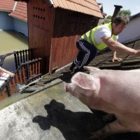 poplave bosna hrvaška srbija