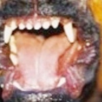 pes zobje ugriz