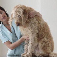 Pes, veterinar