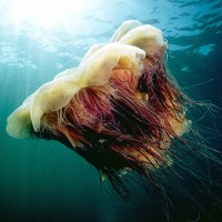 Medusa-detta-criniera-di-leone-in-nord-america-lions-mane-jellyfish..