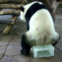 potd-panda_2998027k