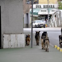 Potepuški psi, Sarajevo