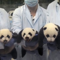 panda, trojčki