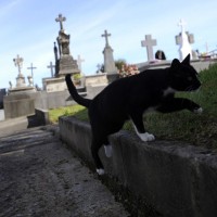 pokopališče, maček, oviedo