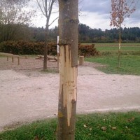 Drevo, vandalizem