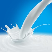 mleko mlekarna krava zdravje tony