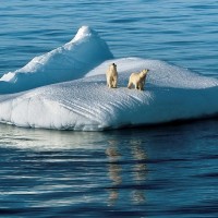Severni medved, led, Antarktika, Arktika