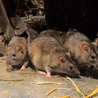 podgane