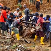 indonezija zemeljski plaz katastrofa resevanje nesreca krava blato
