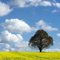 oblak vreme nebo polje drevo