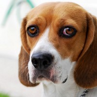 pes, beagle