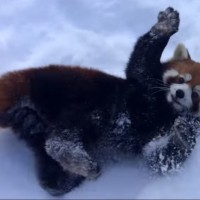 rdeča panda živalski vrt sneg