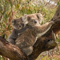 koala