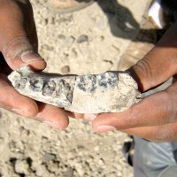 Čeljust, zobje, fosil