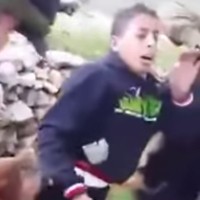 palestina napad psa