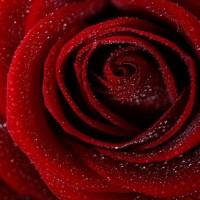 vrtnica cvet roža