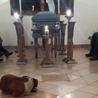 Psi, pogreb 1
