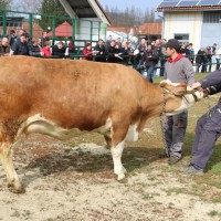 Dražba telic v Gornji Radgoni