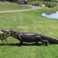 krokodila, golf