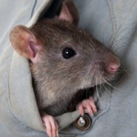 miš hrček glodalec žival
