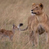 lev levinja antilopa afrika