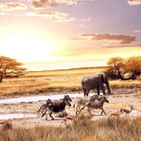 Afrika, savana, slon, zebre, antilope