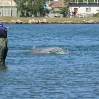 Ribič, delfin, Laguna