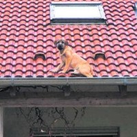 pes streha