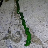 nitkar, zeleni črv