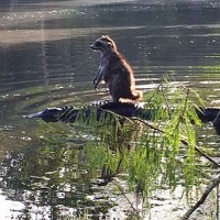 rakun, aligator