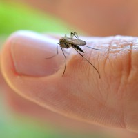 Skoraj 20-krat se je povečalo število komarjev