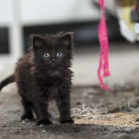 Črn maček Jesse