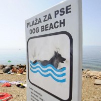 pes morje plaža