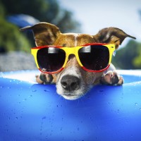 pes, vročina, poletje