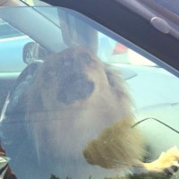pes zaprt v pregretem avtomobilu v Barbarigi