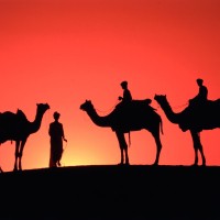 kamela puščava noč