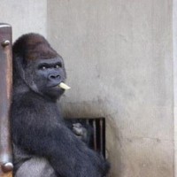 Shabani, gorila 2