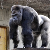 Gorila, Shabani