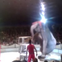 cirkus slon padec