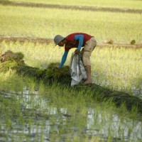 tajska pridelovalec riža riževa polja