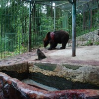 medved, zoo park rožman