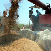 Odkup pšenice