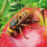 Zoprne ose in (skoraj) nedolžni sršeni