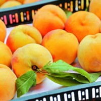 Slovenija rešuje vipavske sadjarje