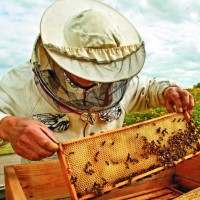 Od magistra menedžmenta do čebelarja