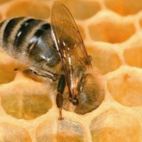 Država uničuje čebele?