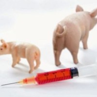 Kam je izginila svinjska gripa?